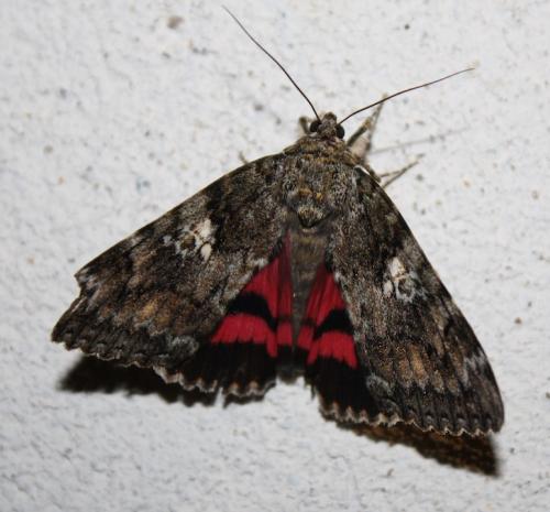 Réf. 210 122 : Catocala sponsa